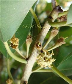   Inflorescence